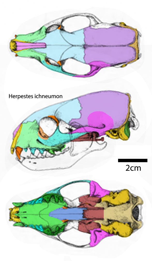 Herpestes diagram skull