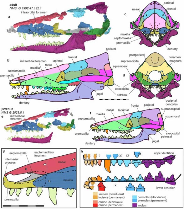 Krusatodon skull