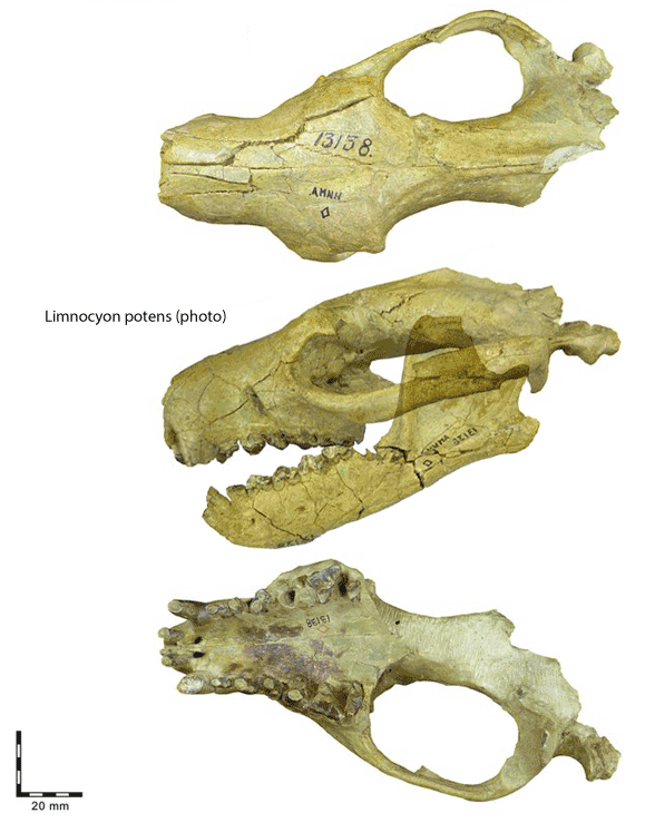 Limnocyon skull compared