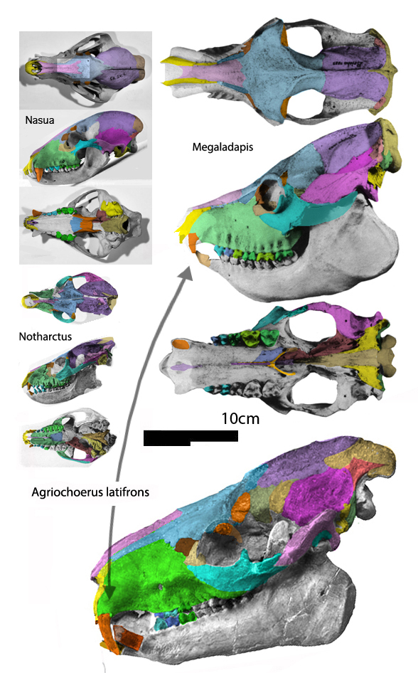 Megaladapis and Agriochoerus latifrons