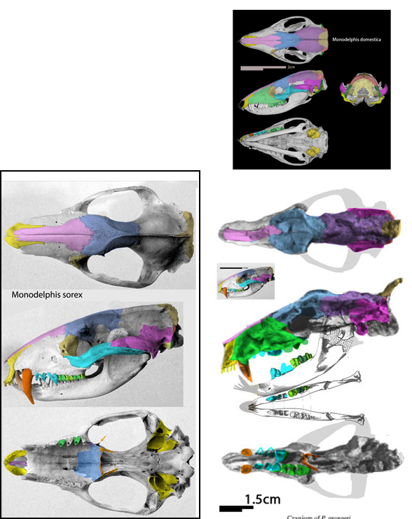 Monodelphis sorex and Ptolemaia