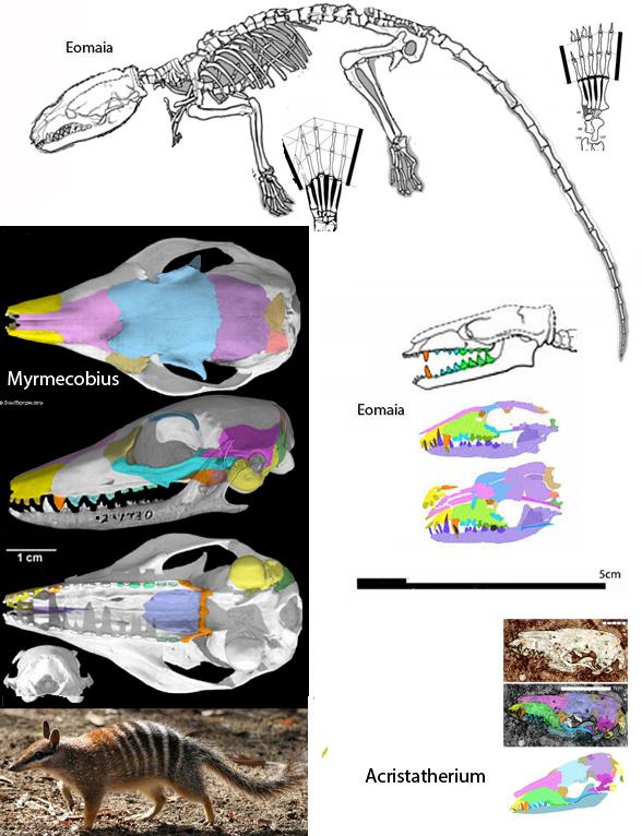 Myrmecobius and Eomaia compared to scale