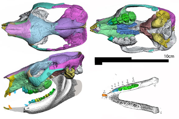 Notostylops