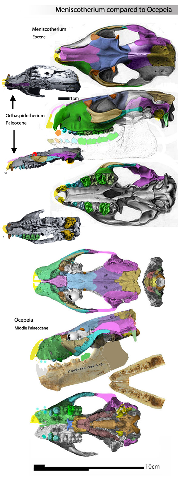 Ocepeia, Meniscotherium and Orthaspidotherium compared