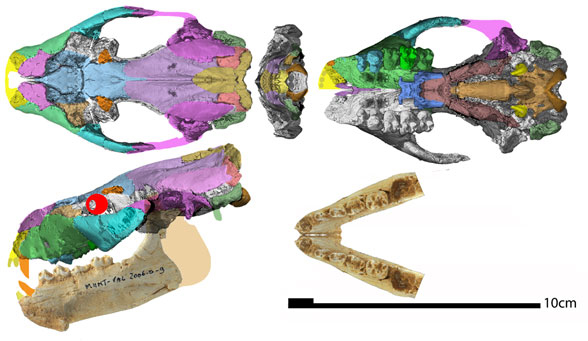 Hippopotamus, Merycopotamus, Simbakubwa and Ocepeia