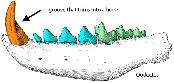 Oodectes mandible