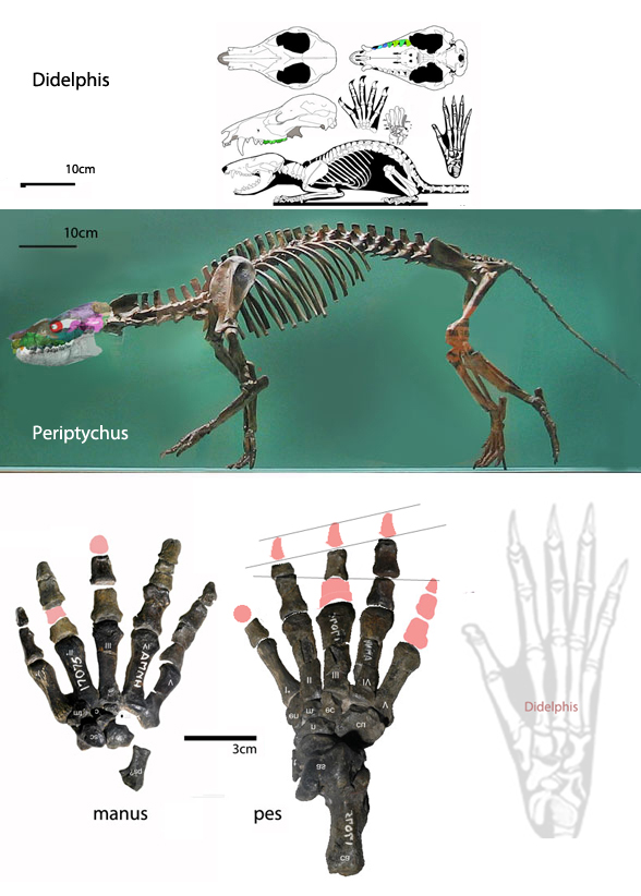 Periptychus skeleton