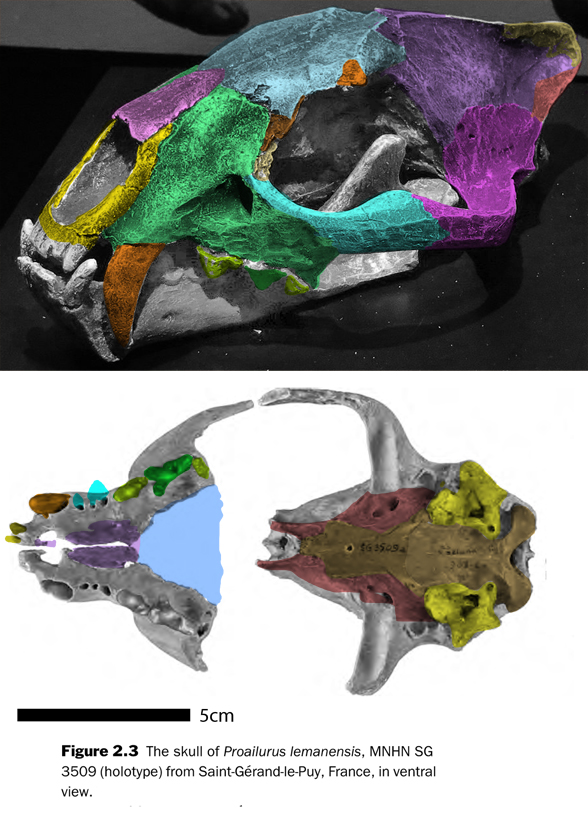 Proailurus lemanensis skull