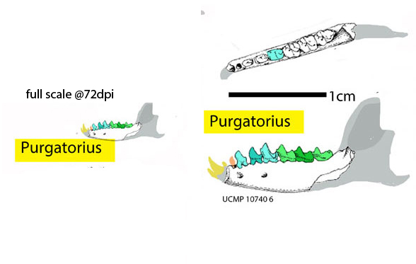 Purgatorius