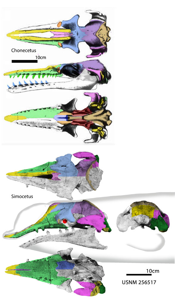 Simocetus and Chonecetus skulls to scale