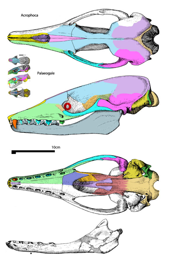 Acrophoca skull