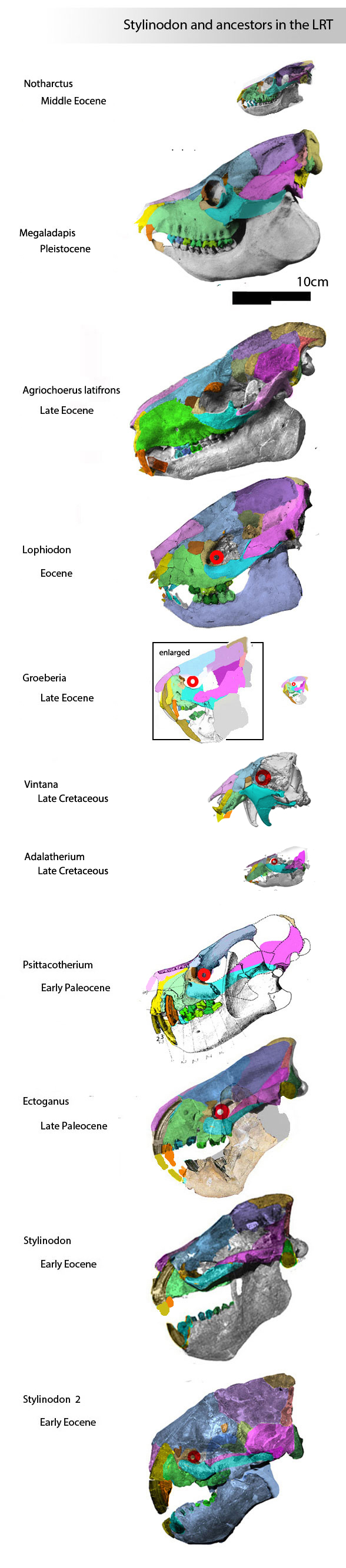 Agriochoerus clade with Lophiodon, Notharctus and Stylinodon