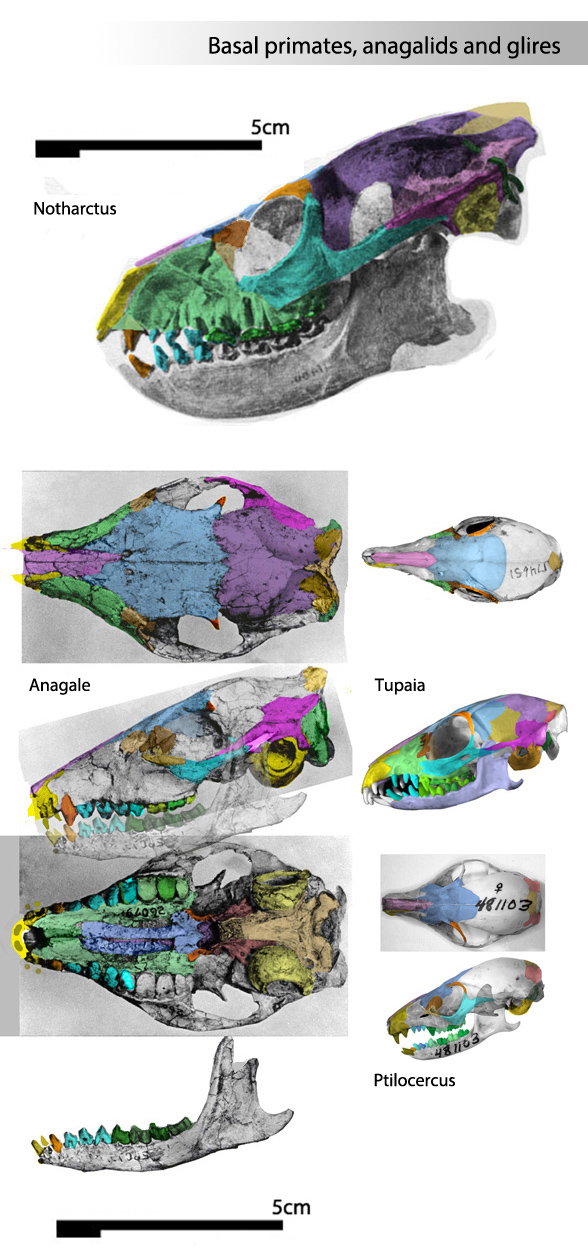 Anagale compared to Tupaia