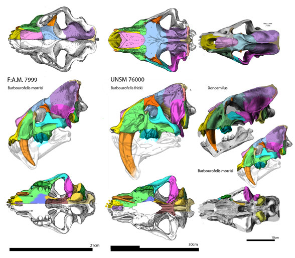 Barbourofelis specimens compared