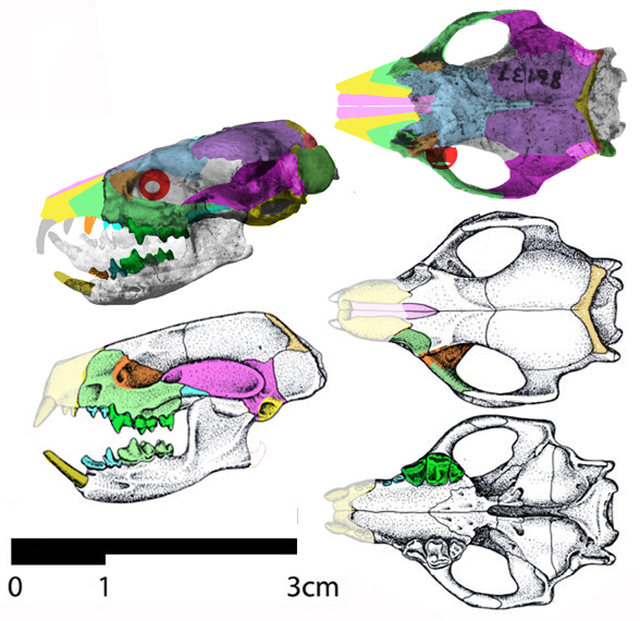 brachyerix skull