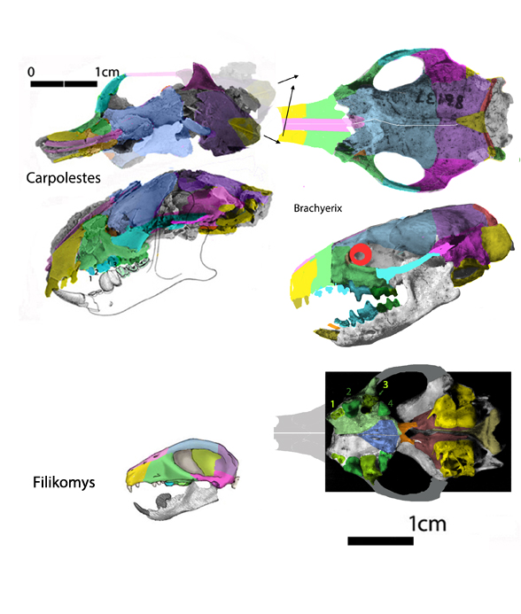 Brachyerix and Carpolestes