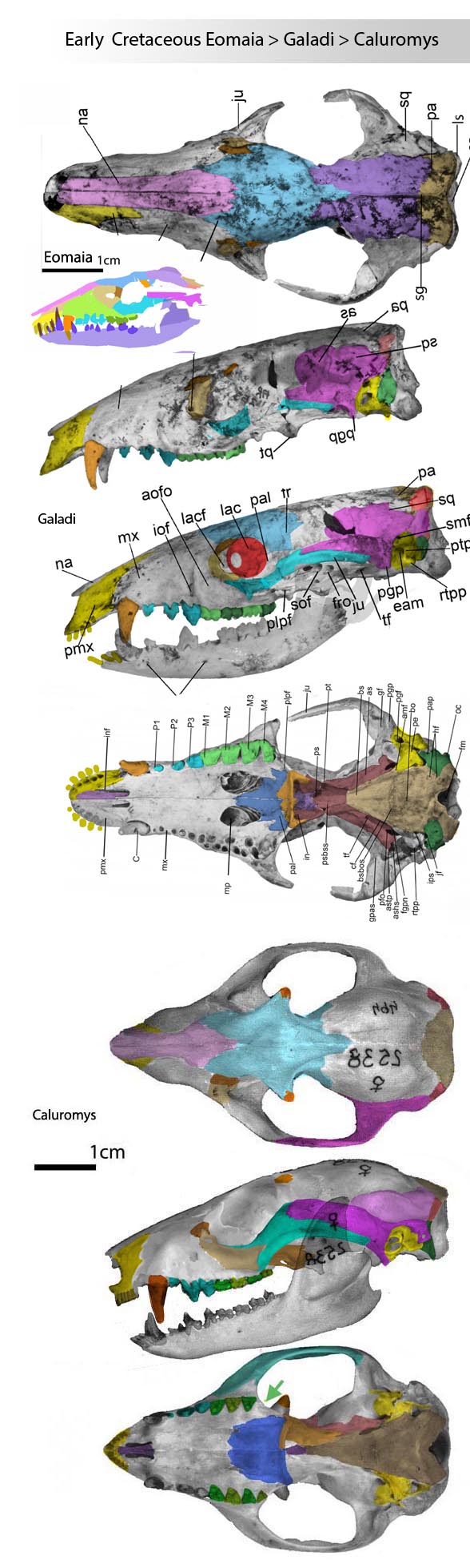 Caluromys skull