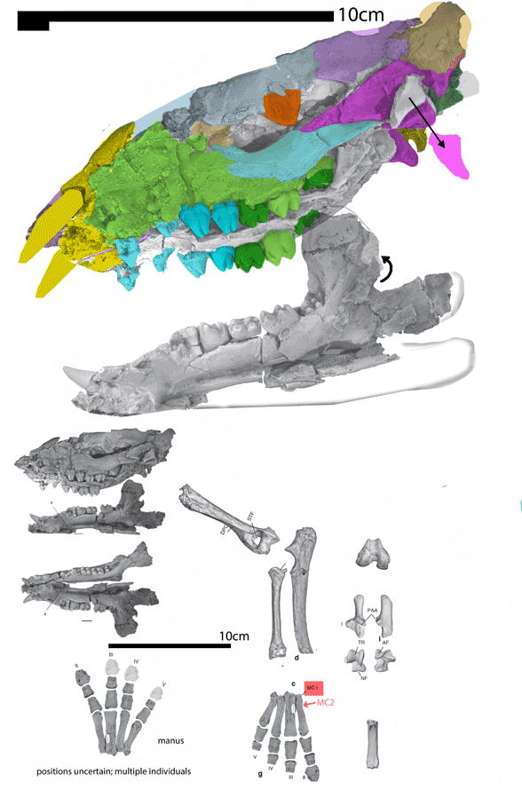 Cambaytherium update