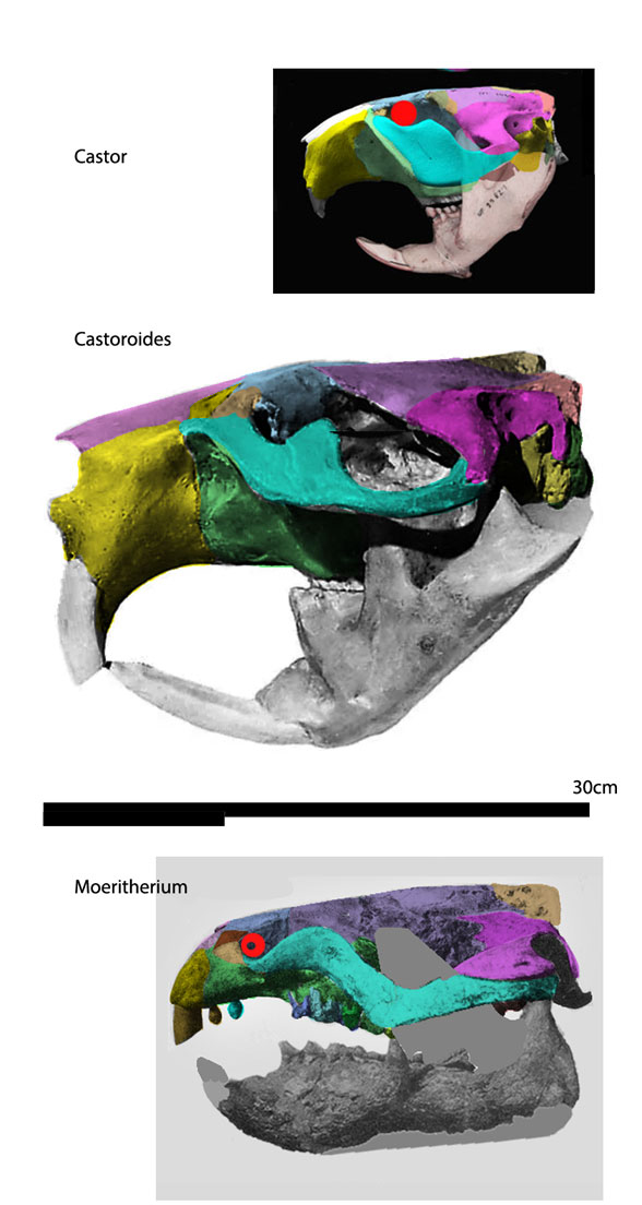 Castoroides skull