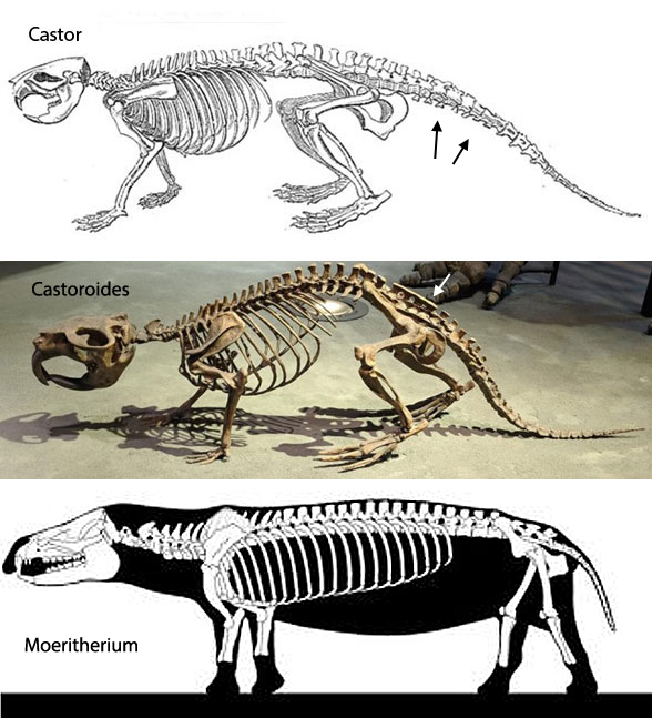 Castoroides skeleton skull