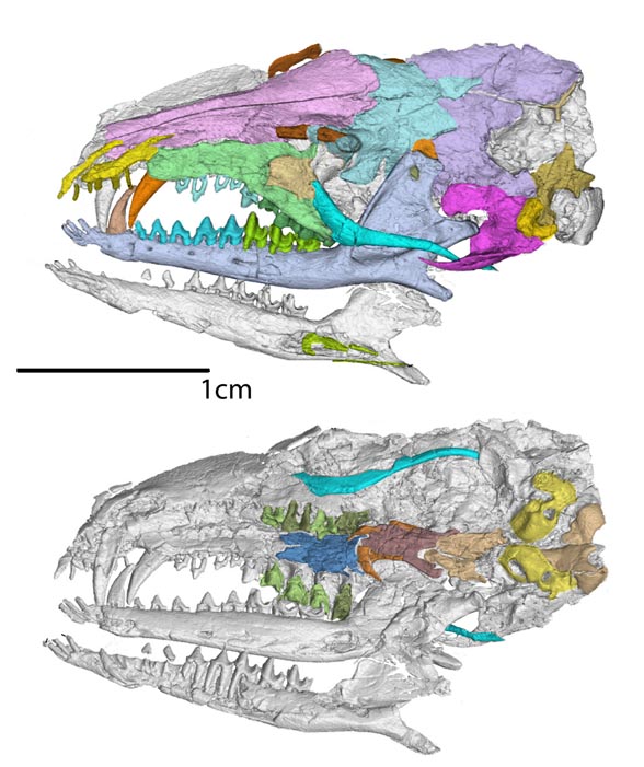 Cokotherium skull