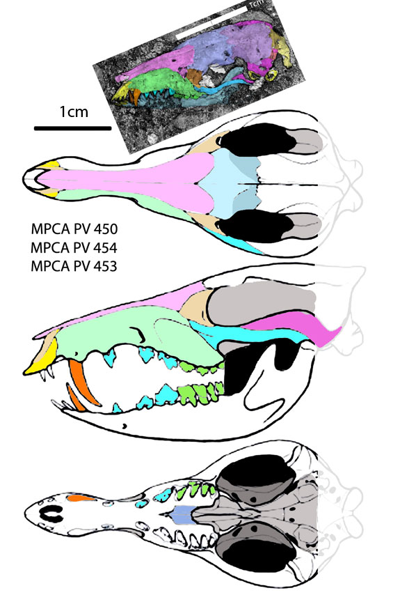 Cronopio skull