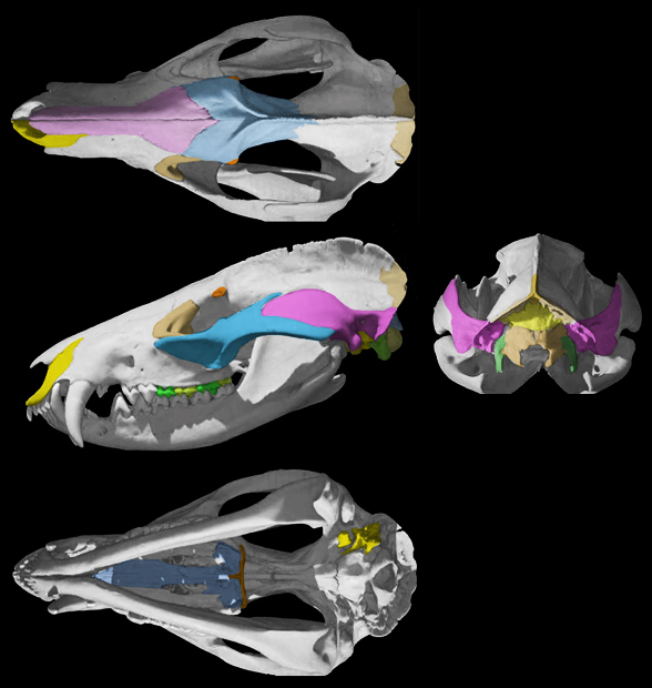Didelphis skull