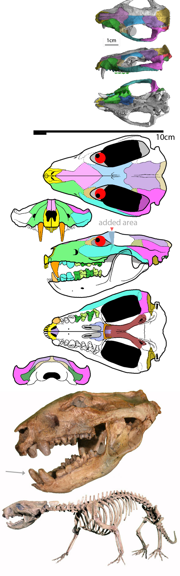 Didelphodon diagram