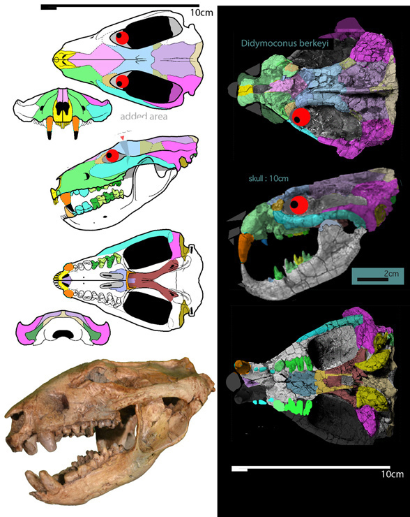 Didelphodon and Didymoconus berkeyi