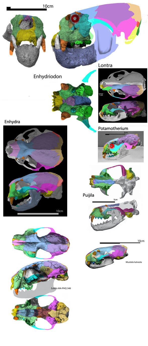 Enhydriodon partial skull