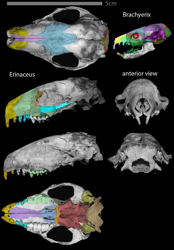 Erinaceus Brachyerix