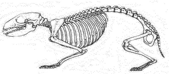 Erinaceus skeleton diagram