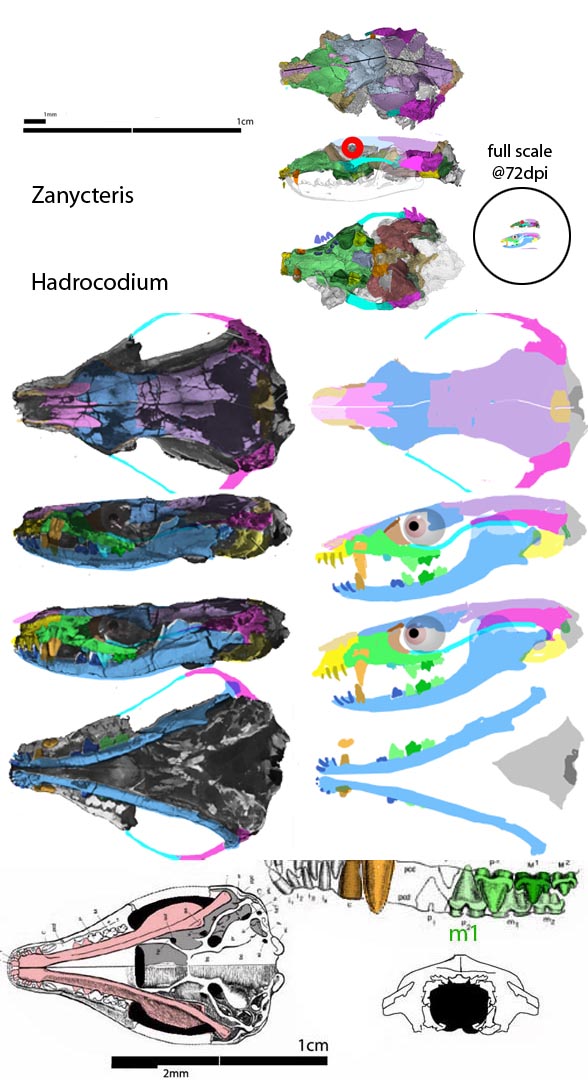 Hadrocodium and Zanycteris