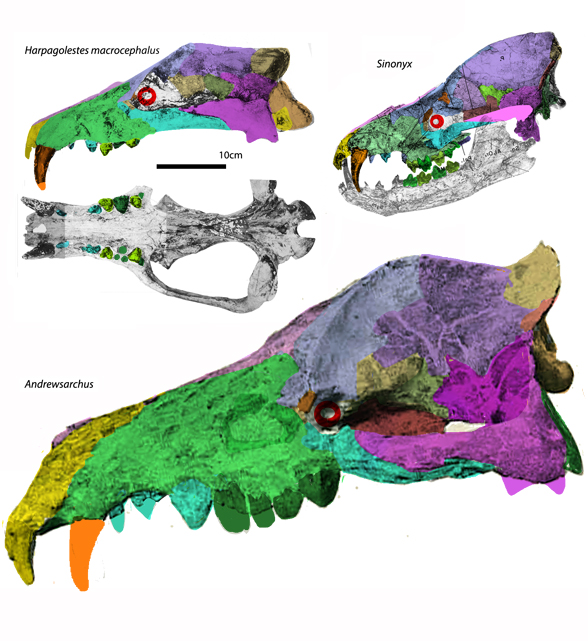 Andrewsarchus, Paratriisodon, Harpagolestes and Sinonyx