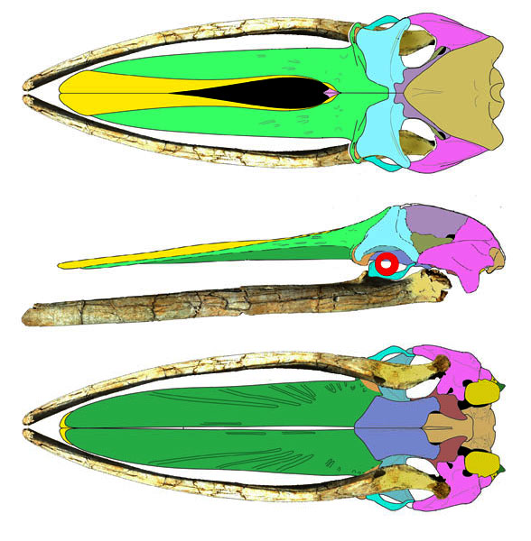 Herpetocetus diagram