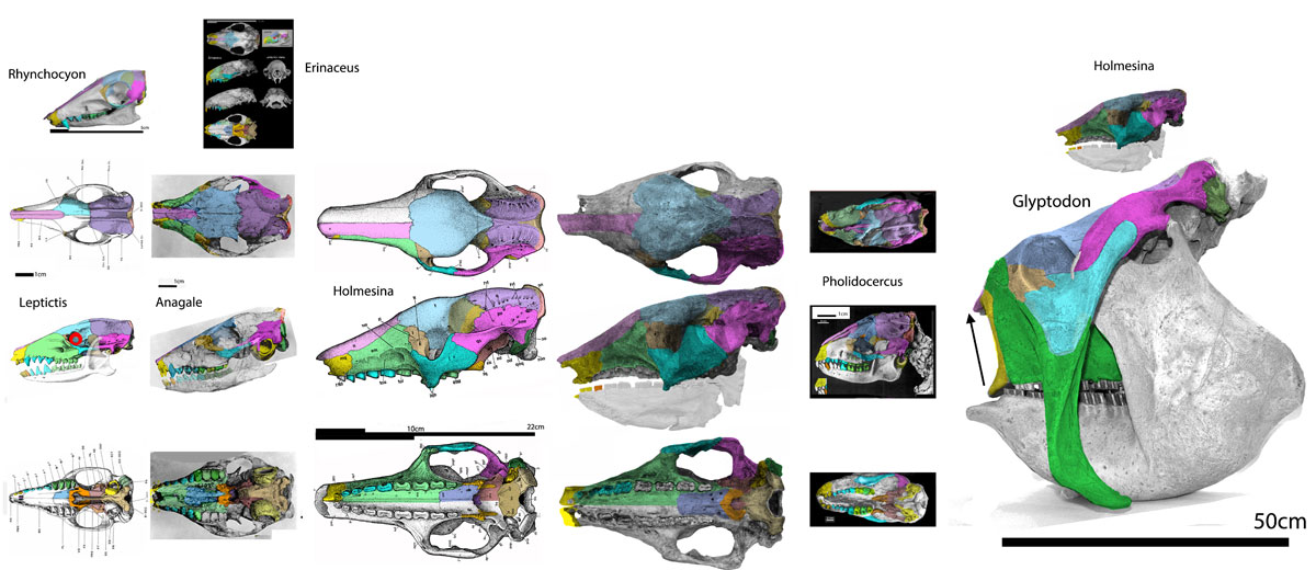 Holmesina skulls compared
