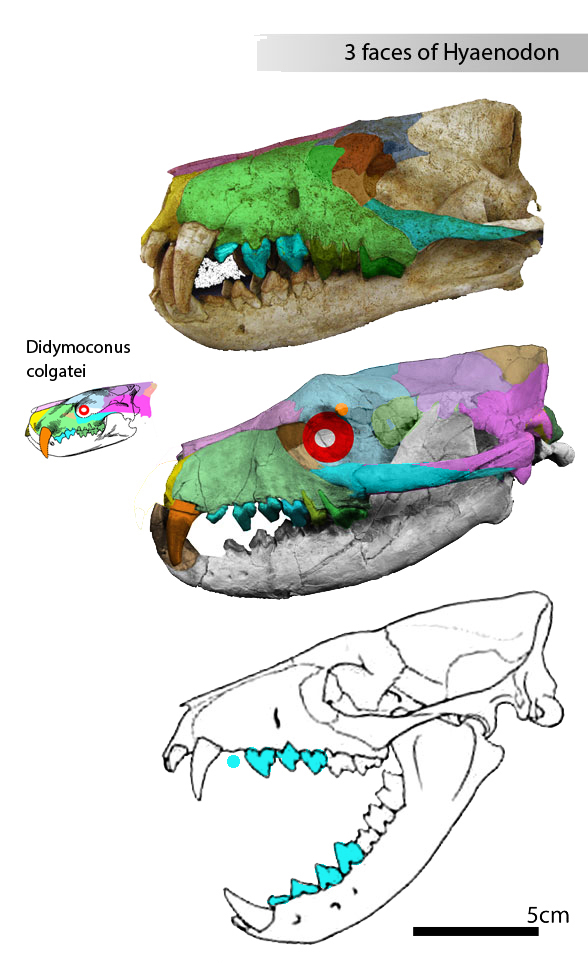 Hyaenodon and Didymoconus colgatei