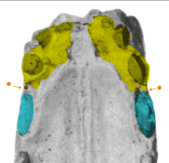 Leptictis tiny canine