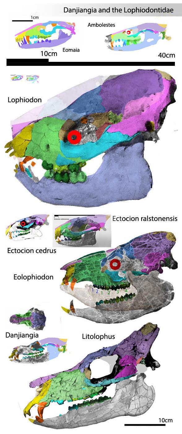 Lophiodon, Eolophiodon, Danjiangia and Litolophus