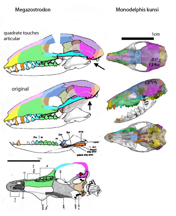 Megazostrodon skull compared