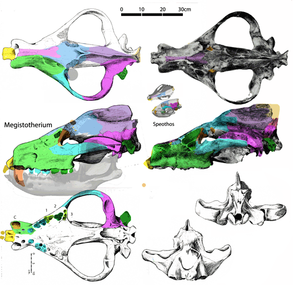 Megistotherium and Speothos