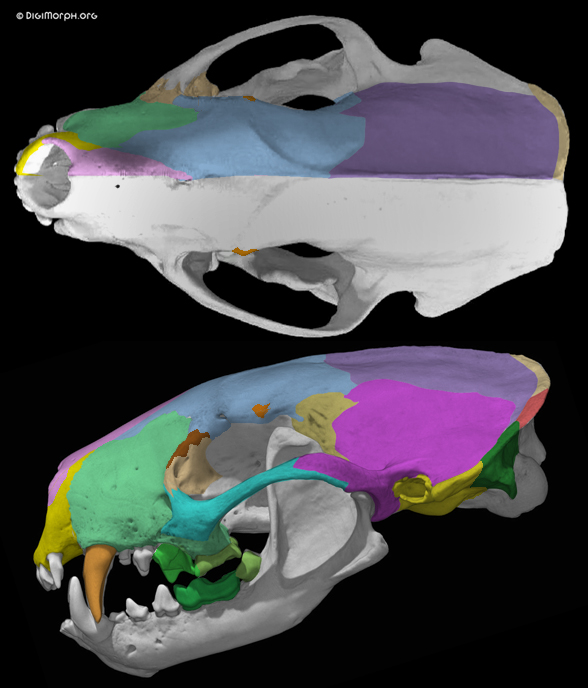 Mephitis skunk skull