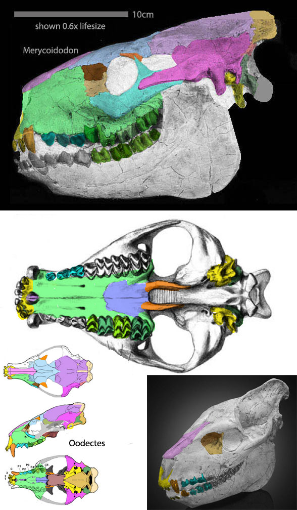 Oodectes compared to Merycoidodon