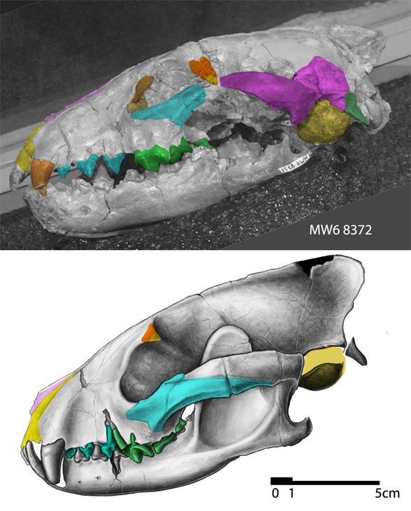 Mesocyon