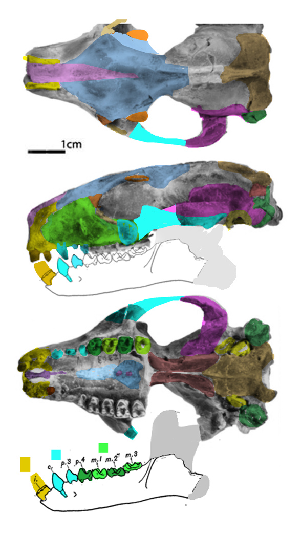 Microsyops skull