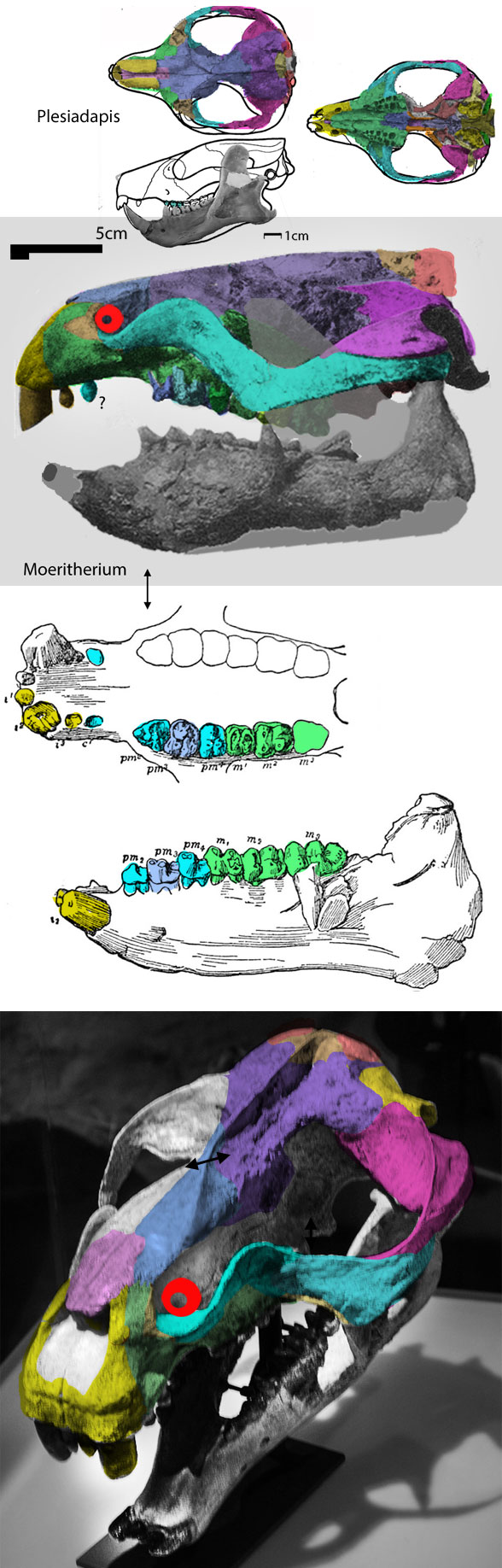 Moeritherium skull