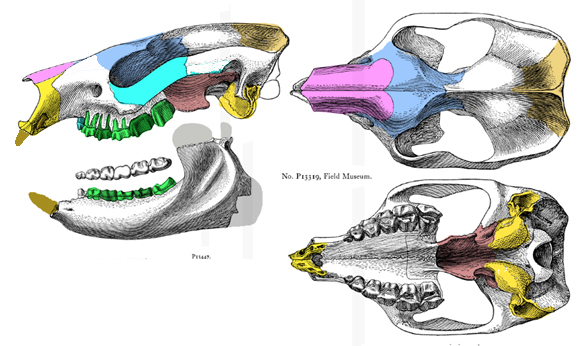 Notostylops skull diagram