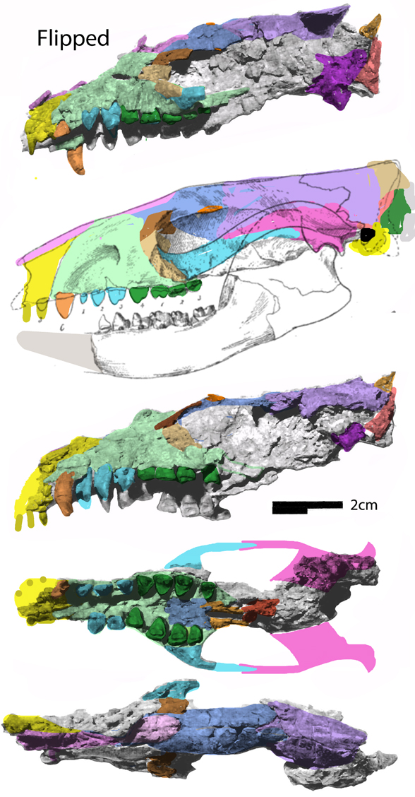 Onychodectes and Conoryctella