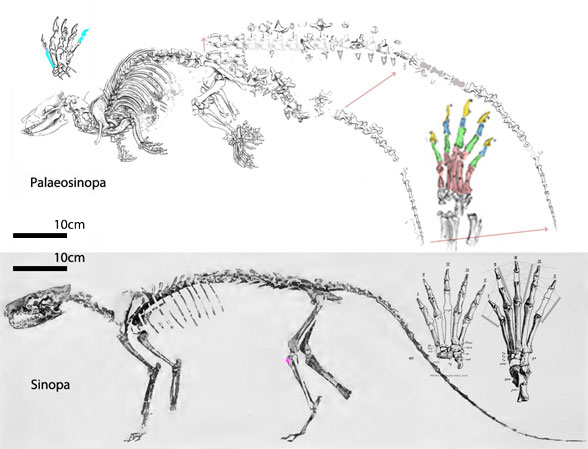 Palaeosinopa and Sinopa to scale