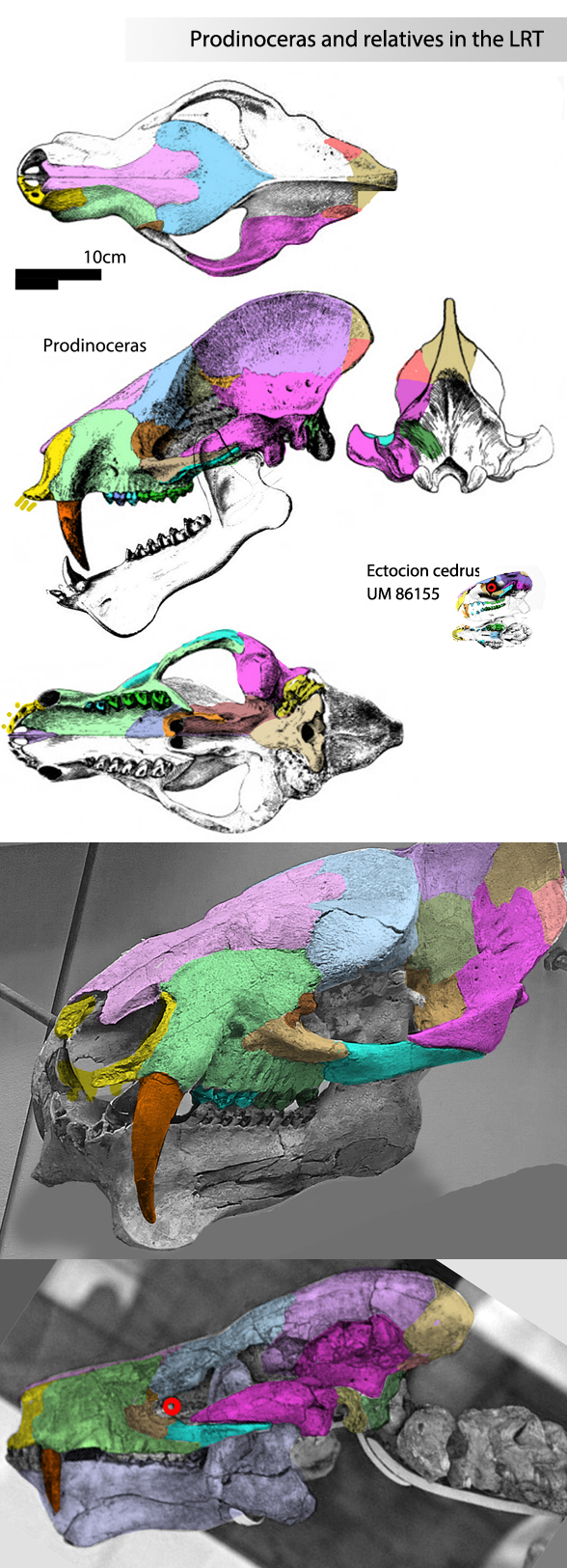 Prodinoceras compared